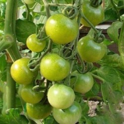 Tomate green doctors frosted - semillas no tratadas