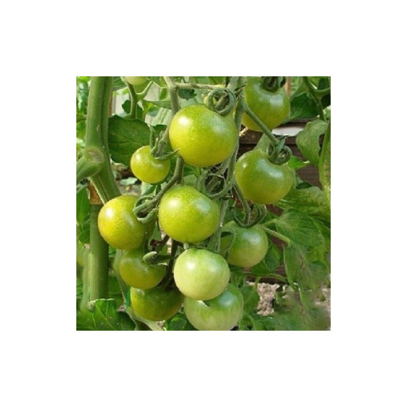 Tomate green doctors frosted - semillas no tratadas