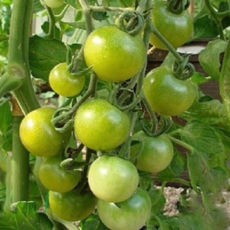 Tomate green doctors frosted - semillas no tratadas
