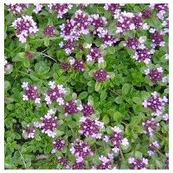 tomillo serpillo (semillas ecolÃ³gicas)