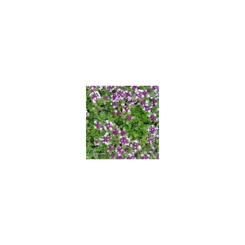 tomillo serpillo (semillas ecolÃ³gicas)