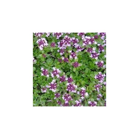 tomillo serpillo (semillas ecolÃ³gicas)