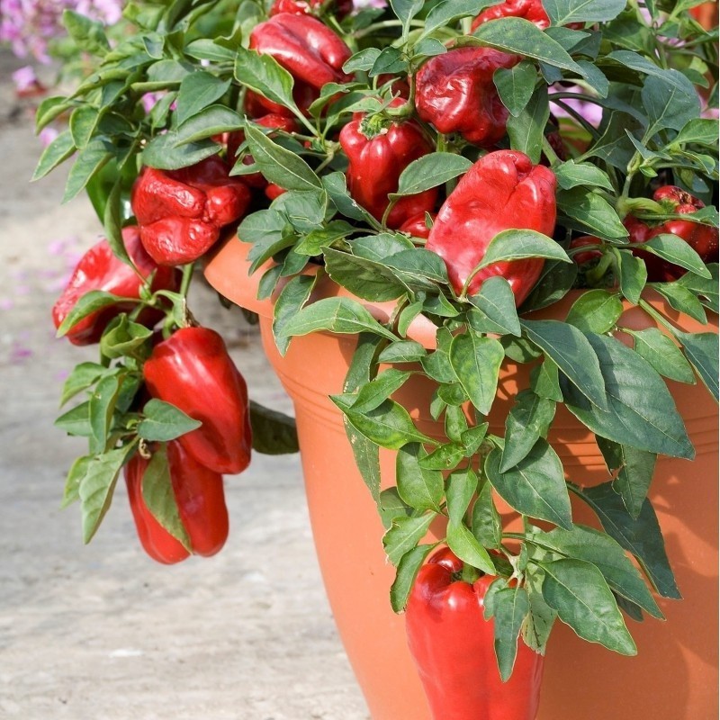 Pimiento Dulce F1 Redskin