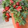 Pimiento Dulce F1 Redskin