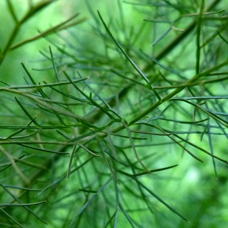 Hinojo Comun Semillas no tratadas