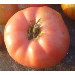 tomate Brandywine rojo