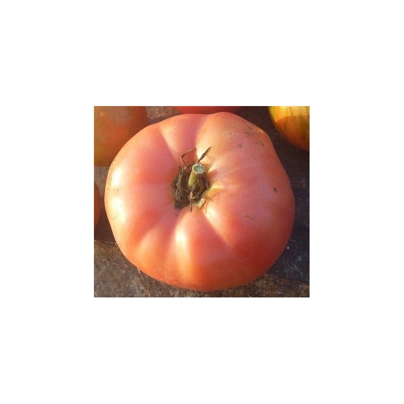 tomate Brandywine rojo