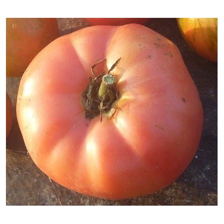 tomate Brandywine rojo