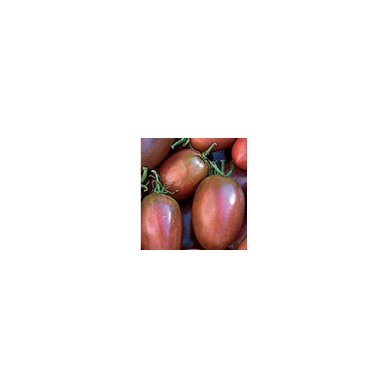 Tomate purpura ucraniano