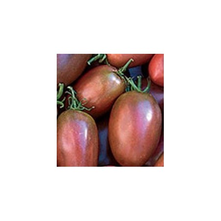 Tomate purpura ucraniano