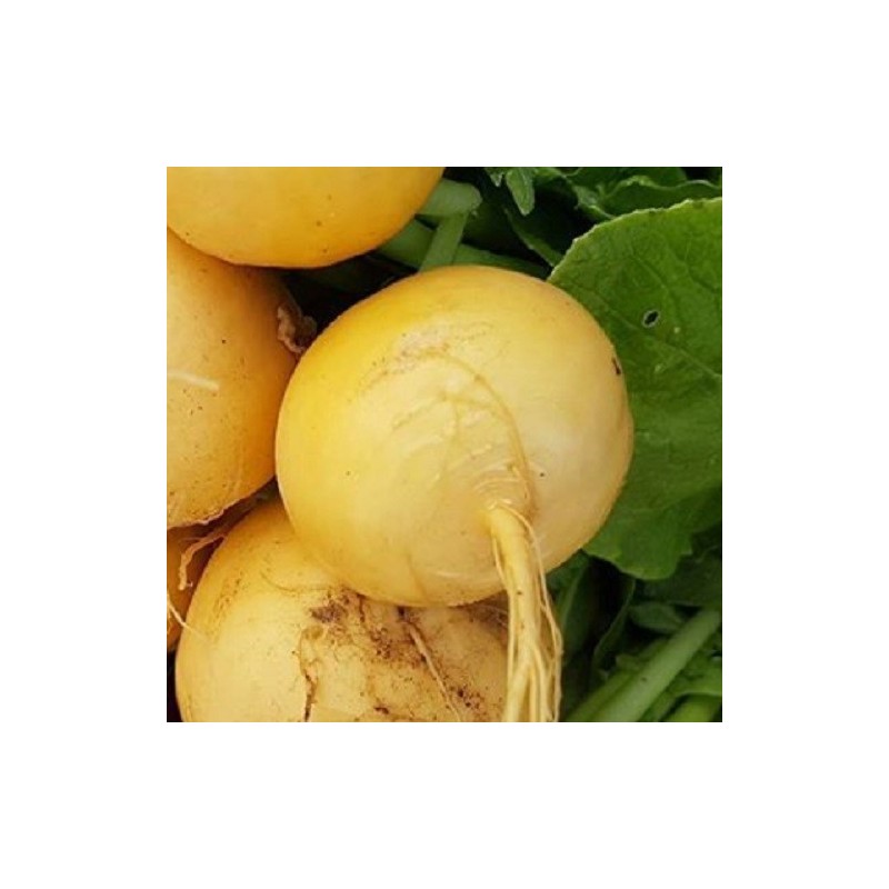 Nabo Jaune boule d'or - semillas sin tratamiento