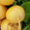 Nabo Jaune boule d'or - semillas sin tratamiento