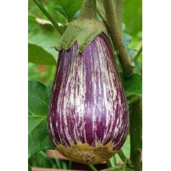 berenjena listada de Gandia - semillas no tratadas
