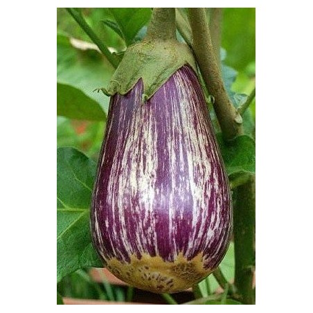 berenjena listada de Gandia - semillas no tratadas