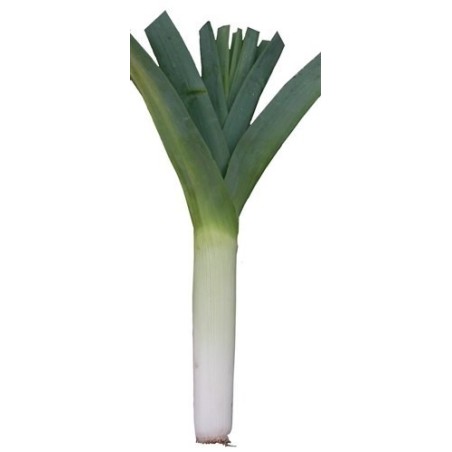 puerro rami (semillas ecolÃ³gicas)