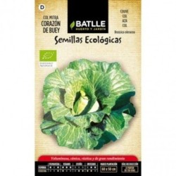 repollo corazÃ³n de buey Sel. Mitra - semillas ecolÃ³gicas