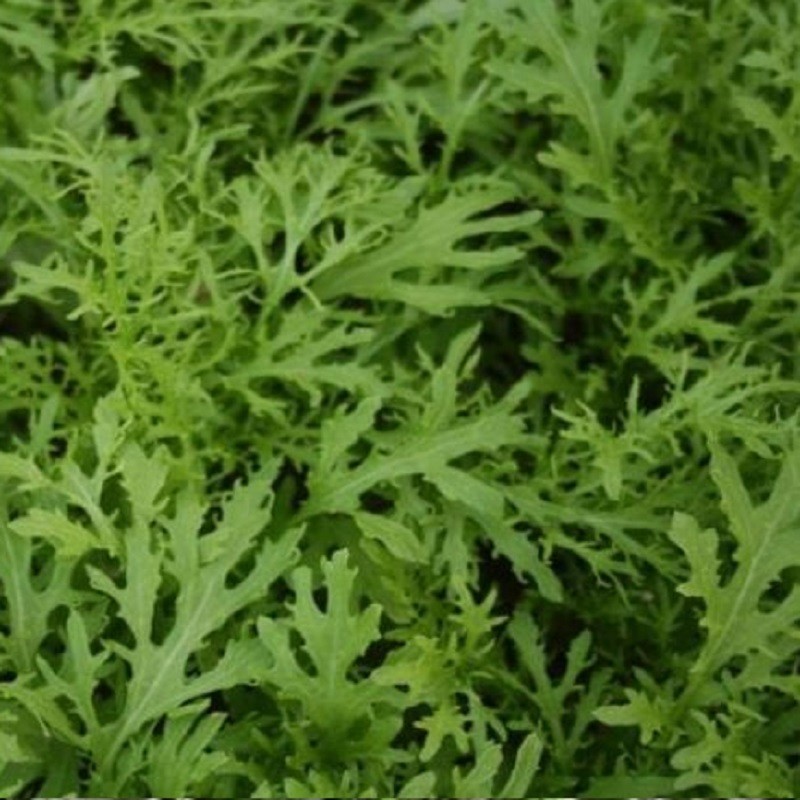 Mostaza Golden Streaks