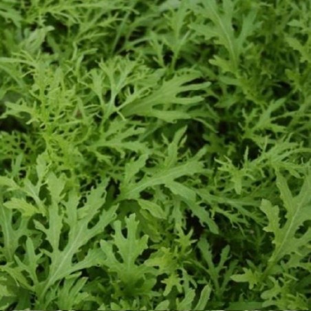 Mostaza Golden Streaks