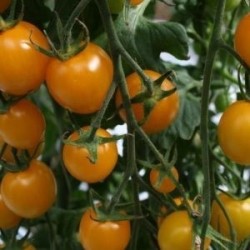 tomate Sunlemon - cherry amarillo F1