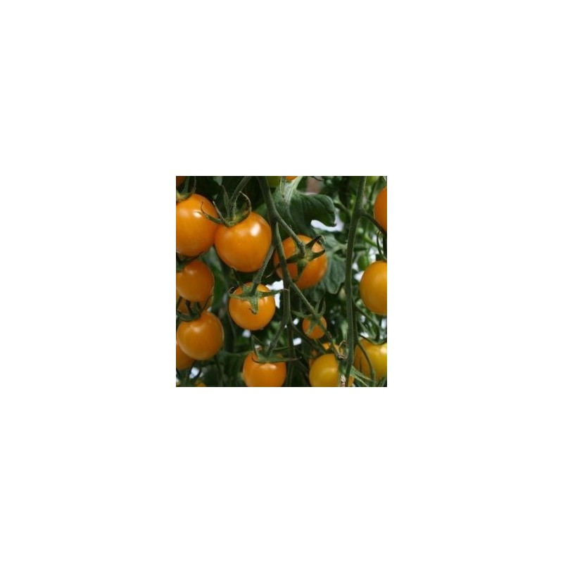 tomate Sunlemon - cherry amarillo F1