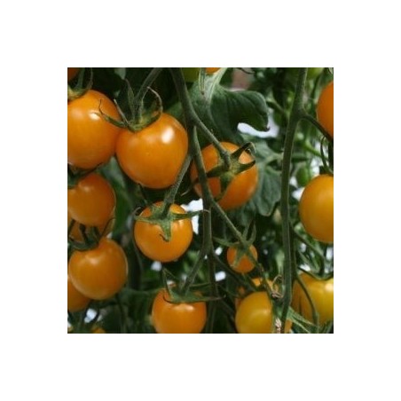 tomate Sunlemon - cherry amarillo F1
