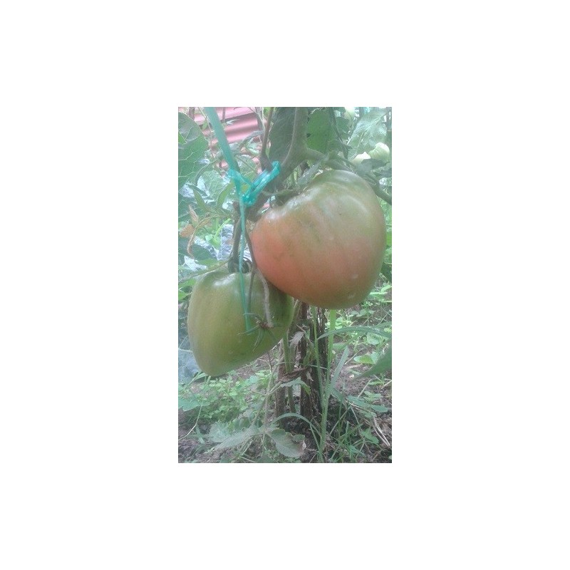 tomate corazon de buey japones - semillas no tratadas