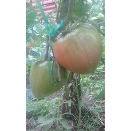 tomate corazon de buey japones - semillas no tratadas
