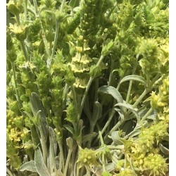 Te de montaÃ±a - semillas no tratadas