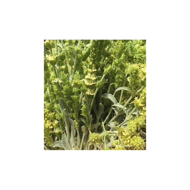 Te de montaÃ±a - semillas no tratadas