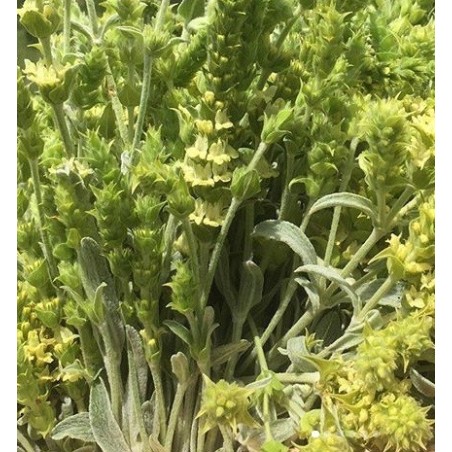 Te de montaÃ±a - semillas no tratadas