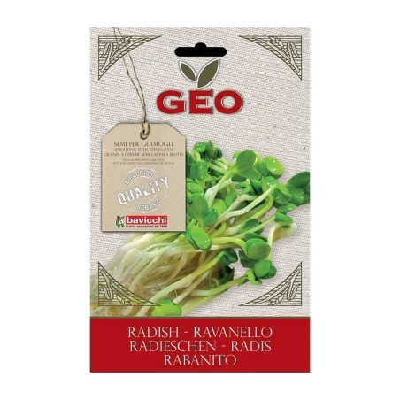 rabanito para germinar geo