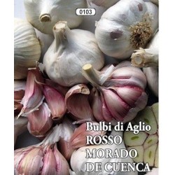 ajo de siembra morado de  Cuenca- ecologico