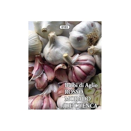 ajo de siembra morado de  Cuenca- ecologico