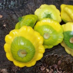 Calabaza Sunbeam F1 - semillas sin tratamiento