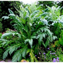 Cardo blanco inerme - semillas no tratadas