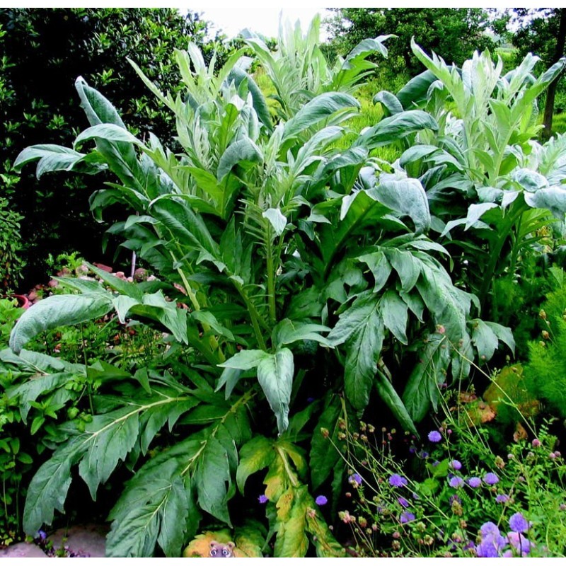 Cardo blanco inerme - semillas no tratadas