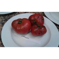 tomate carbon