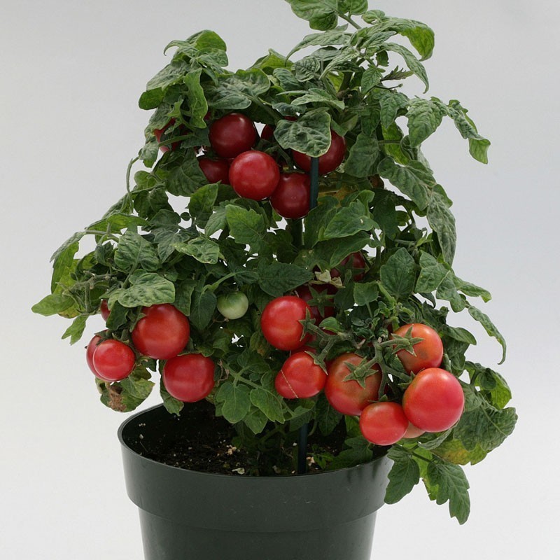 Tomate Sweet & Neat Cherrie Kisses