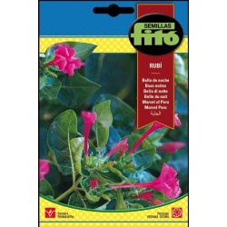 bella de noche Rubi - Mirabilis jalapa