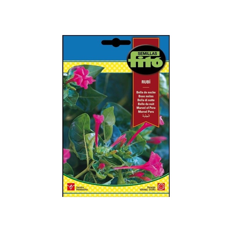 bella de noche Rubi - Mirabilis jalapa