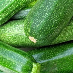 CalabacÃ­n Zucchini  - semillas no tratadas