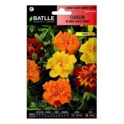 tagete enano variado - clavelÃ³n de India