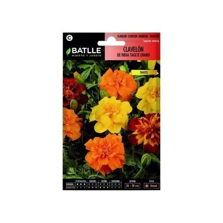tagete enano variado - clavelÃ³n de India