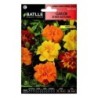 tagete enano variado - clavelÃ³n de India