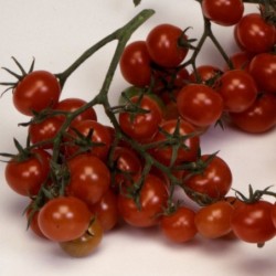 Tomate Christmas Grapes -sin tratamiento