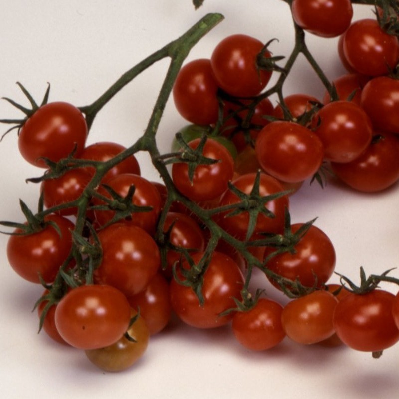 Tomate Christmas Grapes -sin tratamiento