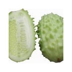 pepino West Indian Gherkin (semillas ecolÃ³gicas)