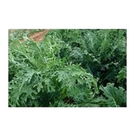 semillas ecologicas de col espigall