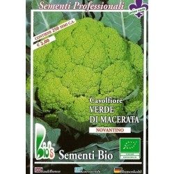 coliflor verde Macerata - semillas ecologicas