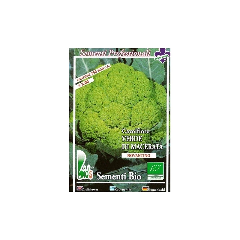 coliflor verde Macerata - semillas ecologicas